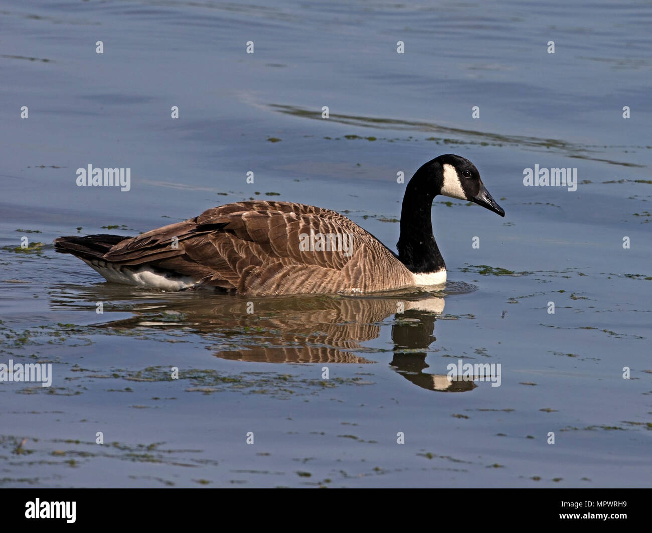 Canada Goose nuoto Foto Stock