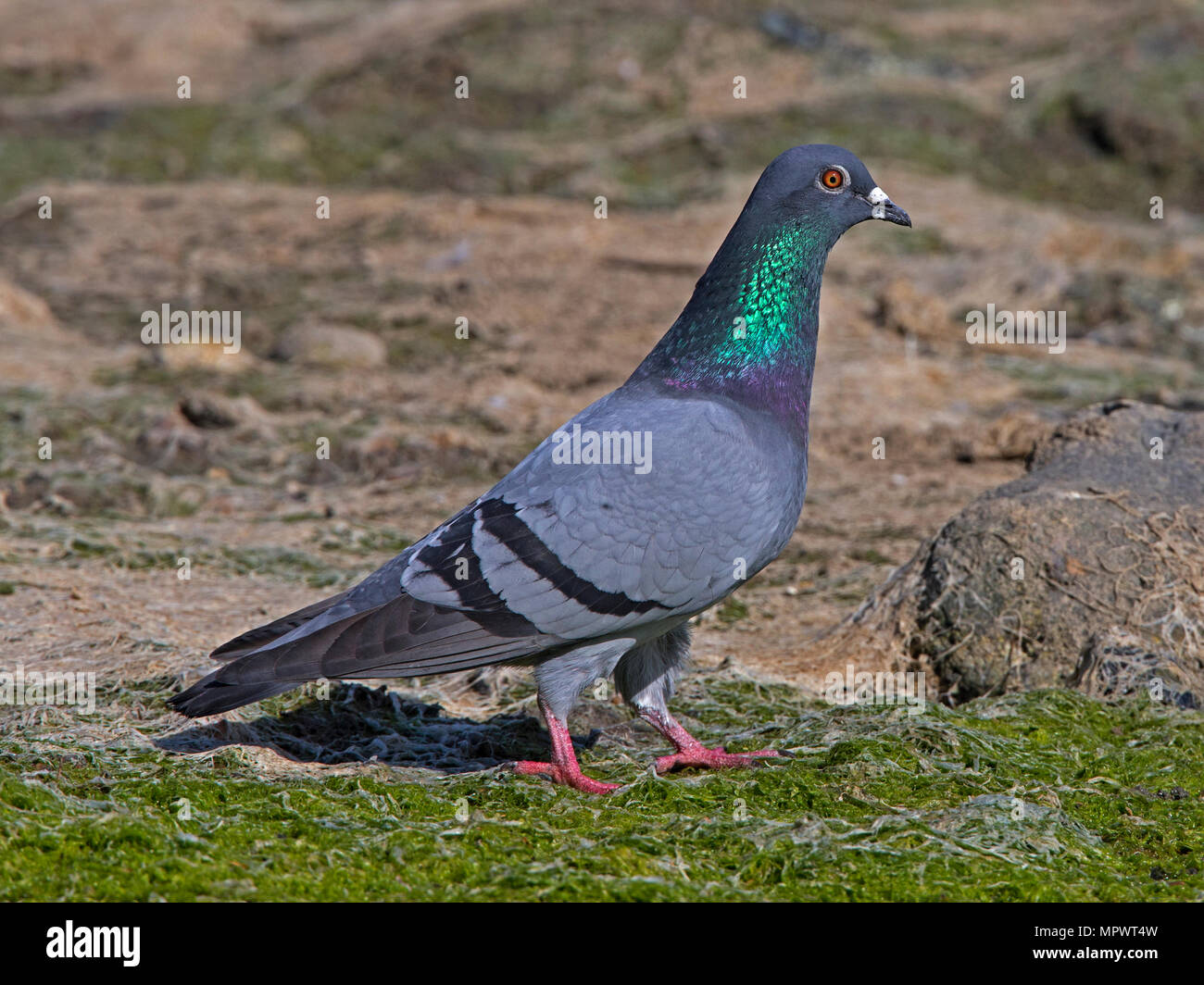 Piccioni selvatici in piedi Foto Stock