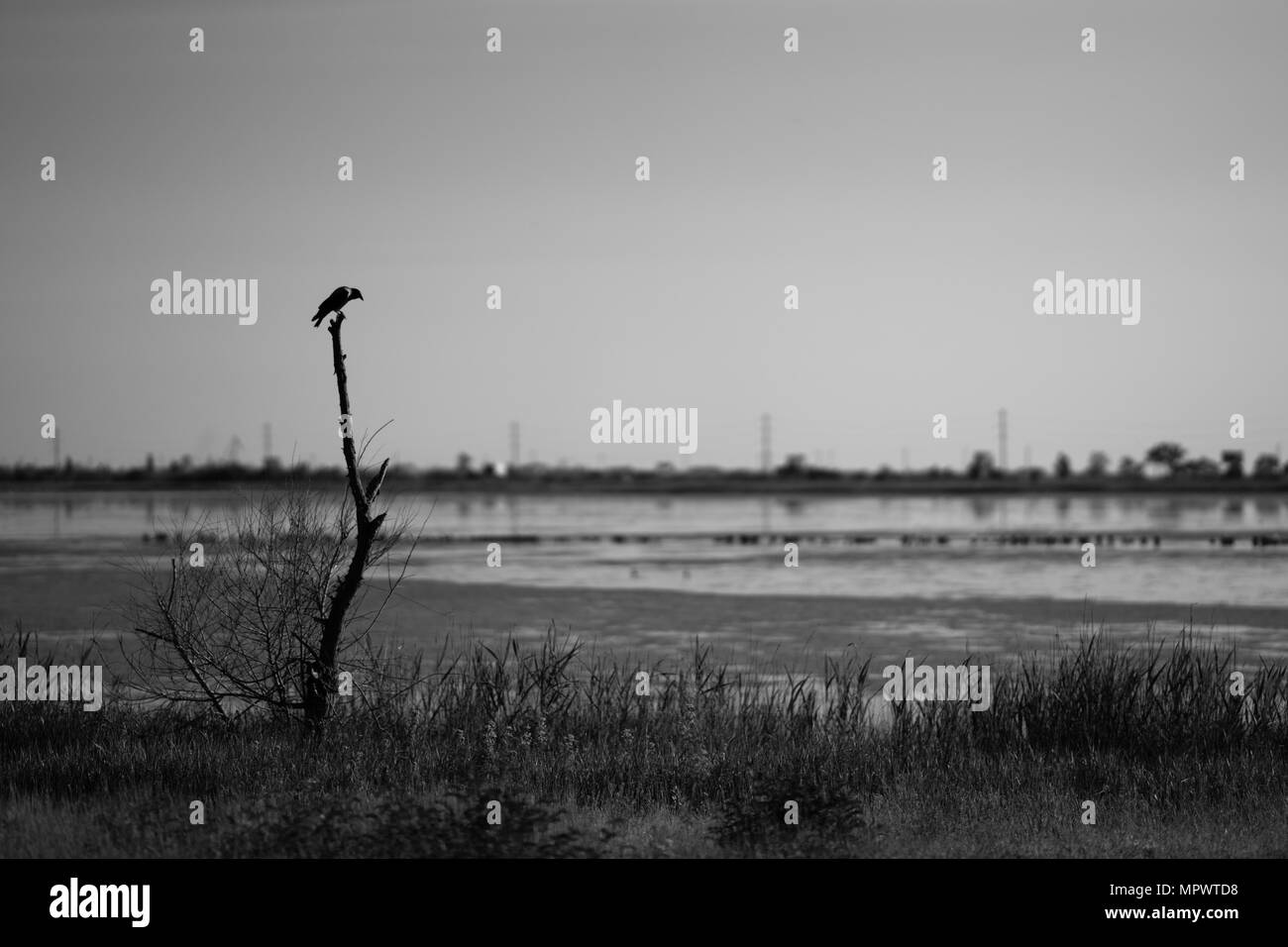 Bird raven seduto su un ramo Foto Stock