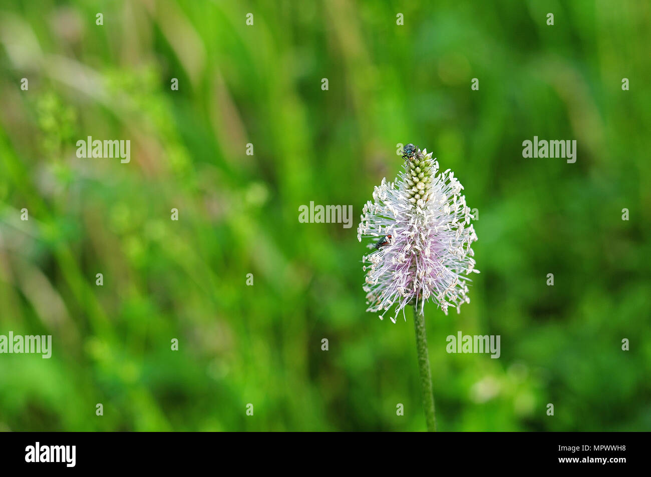 Chiusura del fiore di planzago lanceolata con verde scuro metallico coleotteri luccicanti Foto Stock
