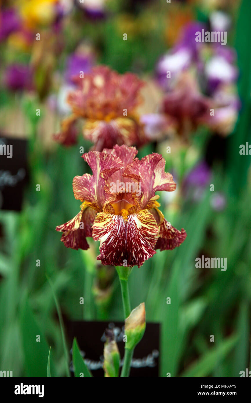 Iris Bewilderbeast; Cayeaux; fiore; esotici RHS Chelsea Flower Show 2018 Foto Stock