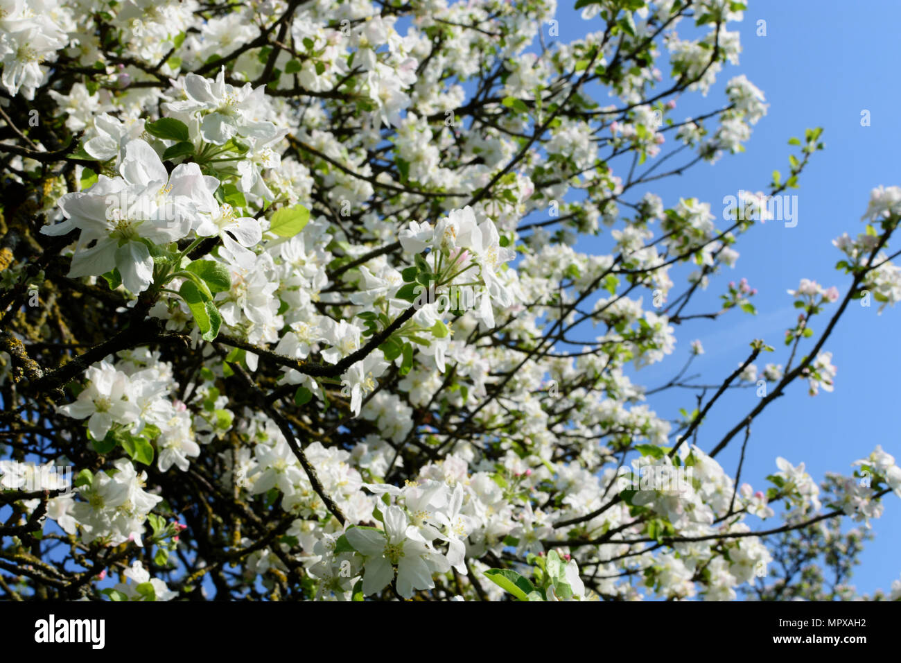 Seitenstetten: fioritura pear tree alberi in Austria, Niederösterreich, Bassa Austria, Mostviertel Foto Stock