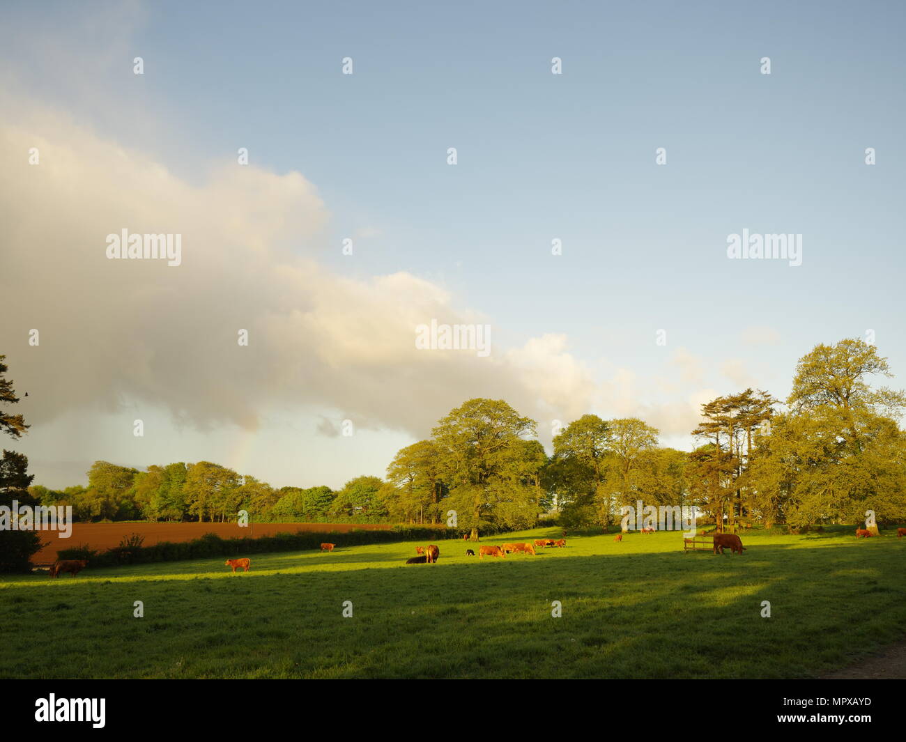 Le mucche al pascolo in un campo, la mattina presto luce, ombre sull'erba. Foto Stock