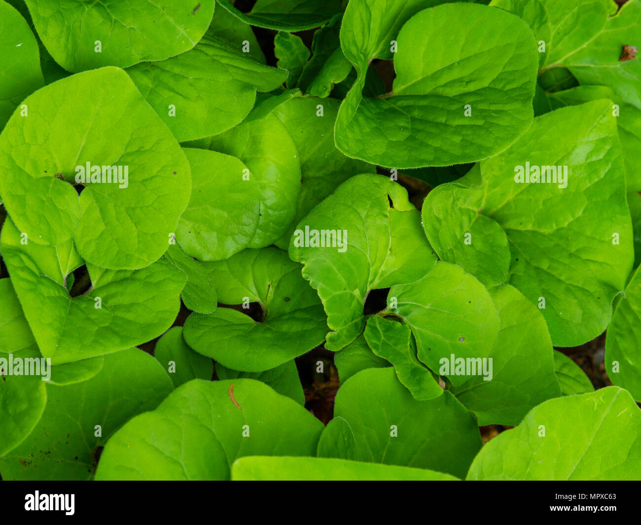 Immagine di foglie di zenzero selvatico (Asarum canadense) prese in  Fitchburg, Wisconsin, Stati Uniti d'America Foto stock - Alamy