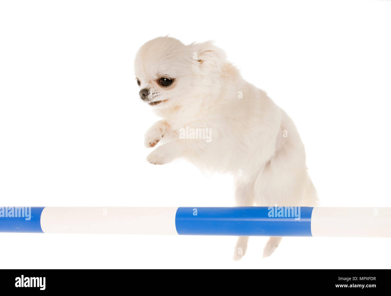 Jumping chihuahua davanti a uno sfondo bianco Foto Stock