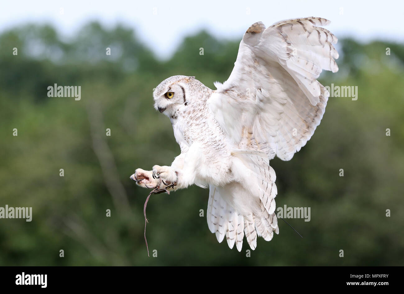 Captive Bird rapaci Foto Stock