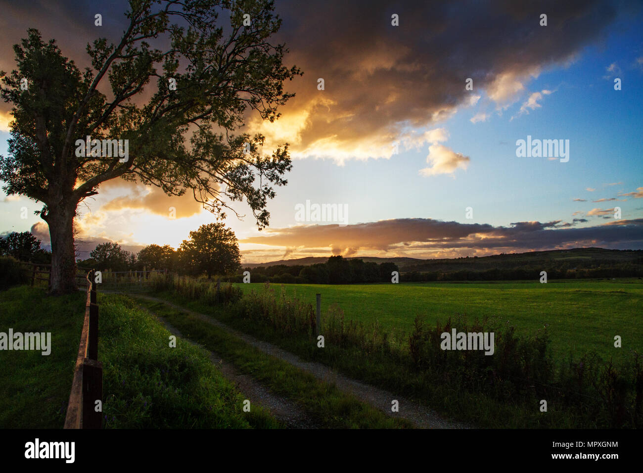 Grande albero vicino alla recinzione verso il basso Foto Stock