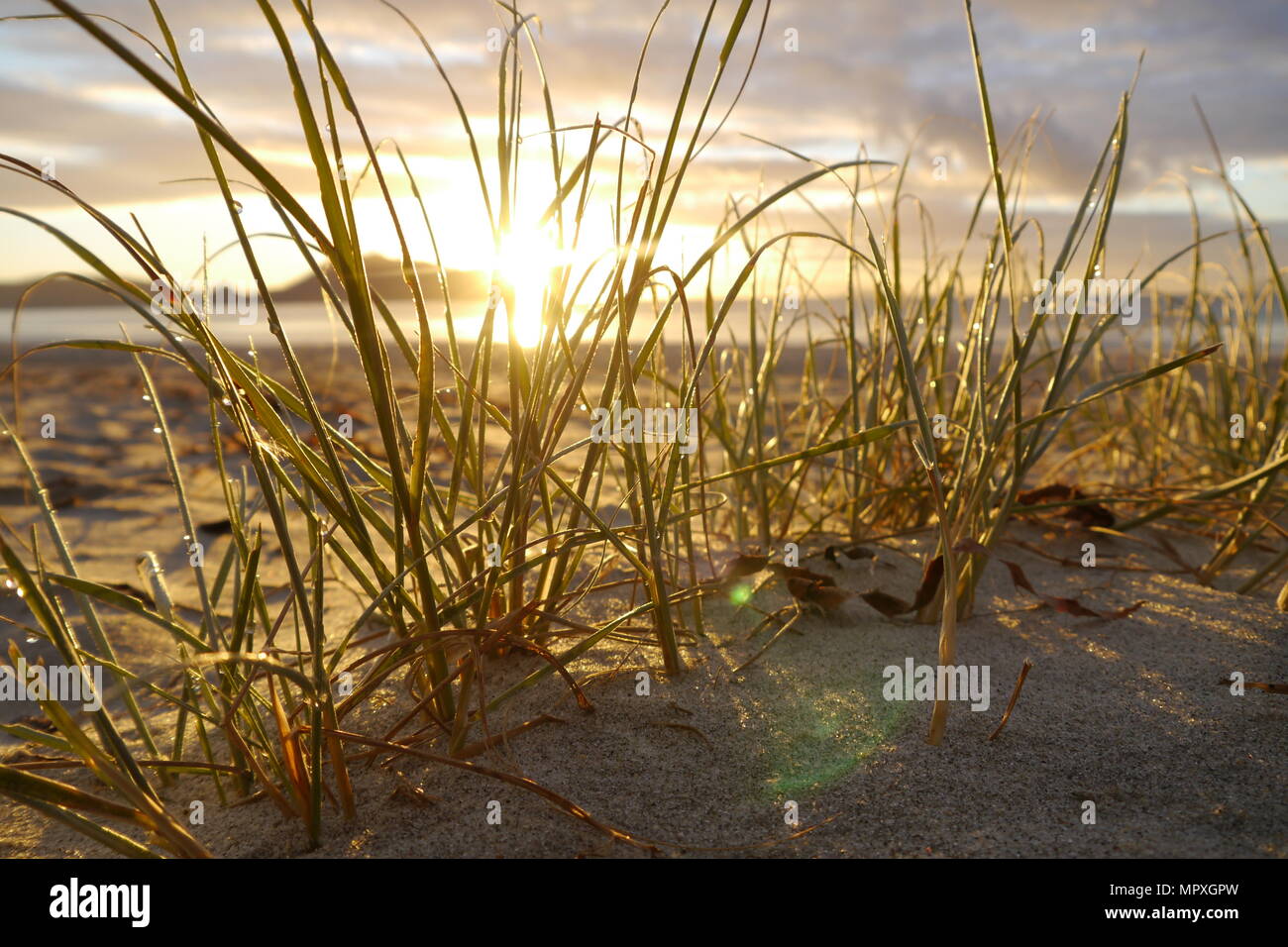 La luce solare filtrata attraverso l'abbondanza di erba disseminati tra le dune della spiaggia di ruakaka Foto Stock