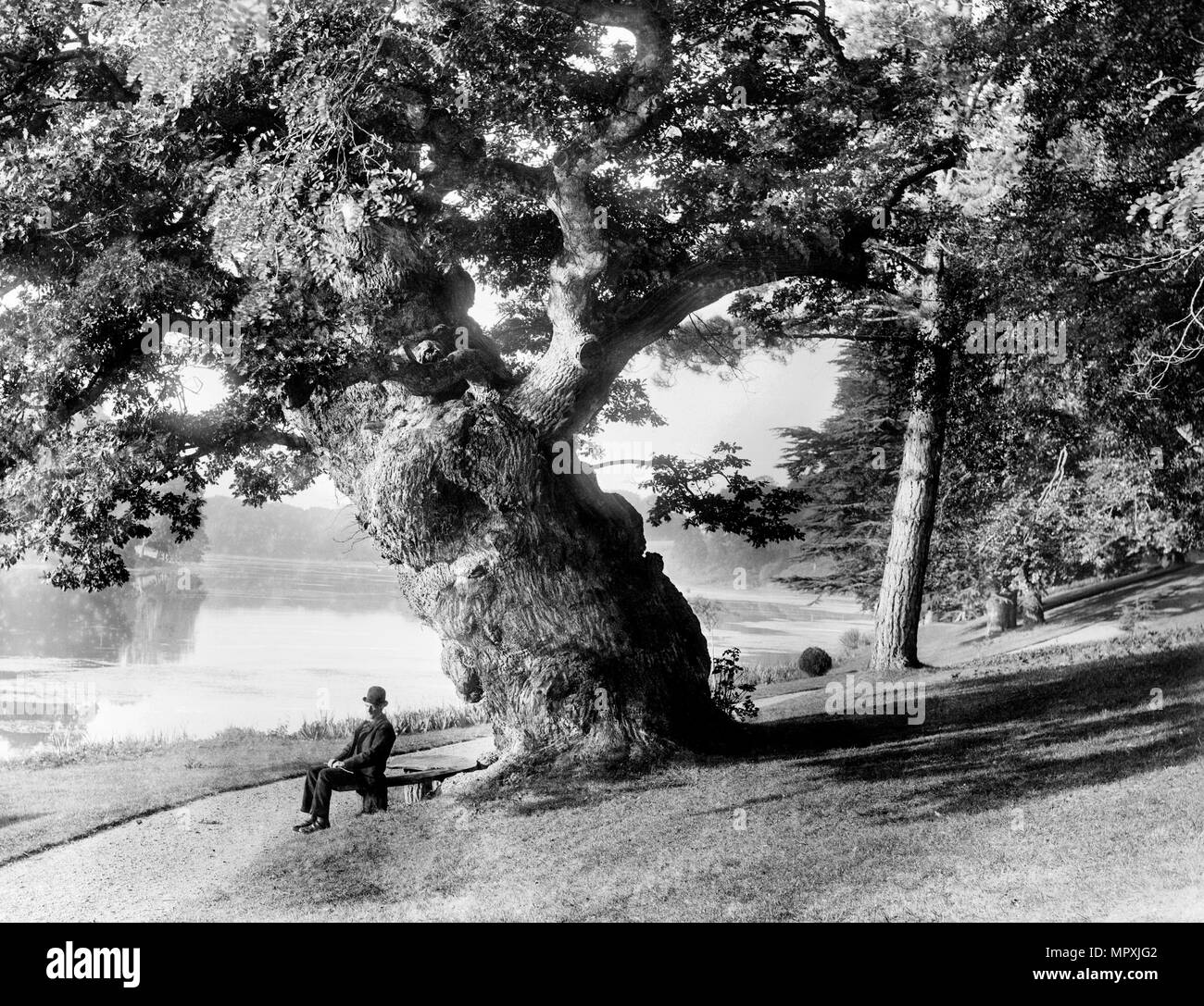 Vecchia Quercia sulla riva del grande lago, Blenheim Park, Woodstock, Oxfordshire, 1890. Artista: Henry oggetto di scherno. Foto Stock