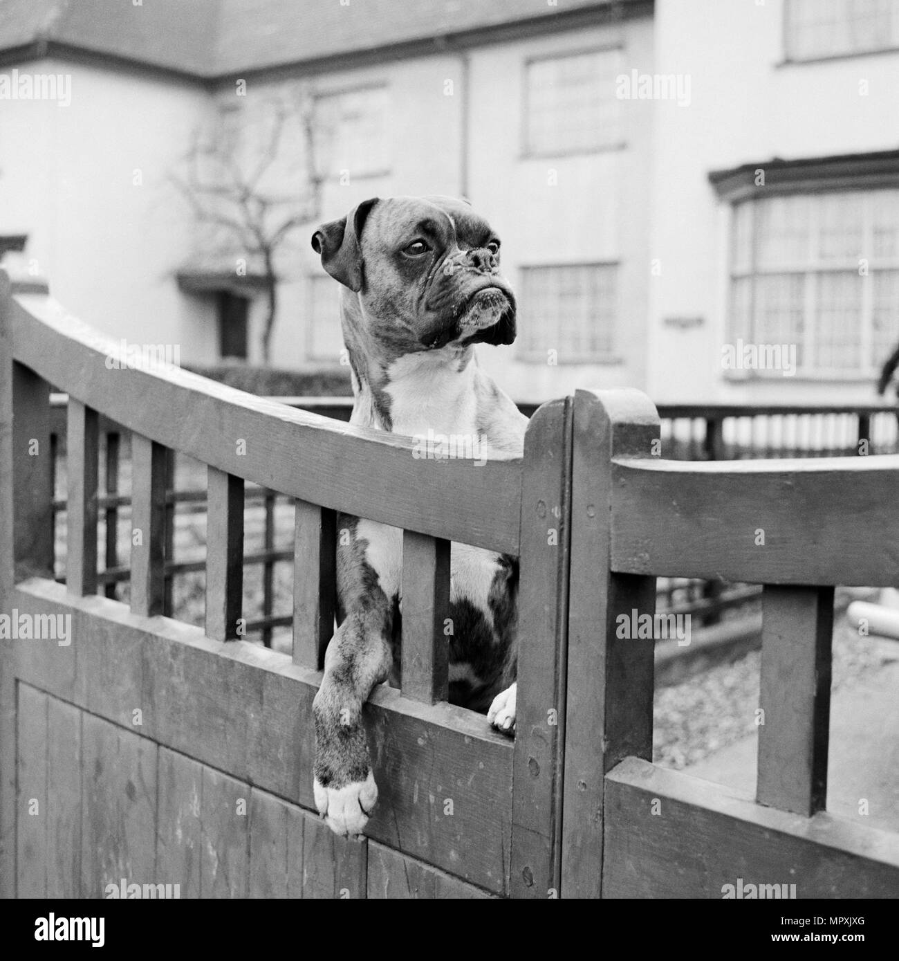 Un cane boxer guardando oltre il cancello del giardino di una casa, Aspenden, Hertfordshire, 1960. Artista: John Gay. Foto Stock