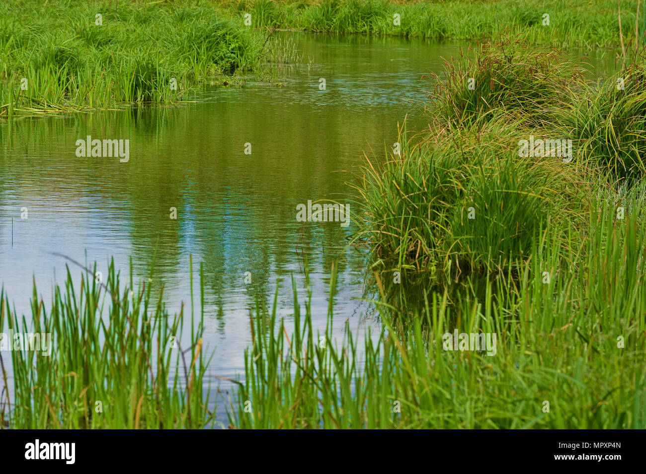 Un piccolo canale di flussi di acqua attraverso le zone umide di verdure di primavera Foto Stock