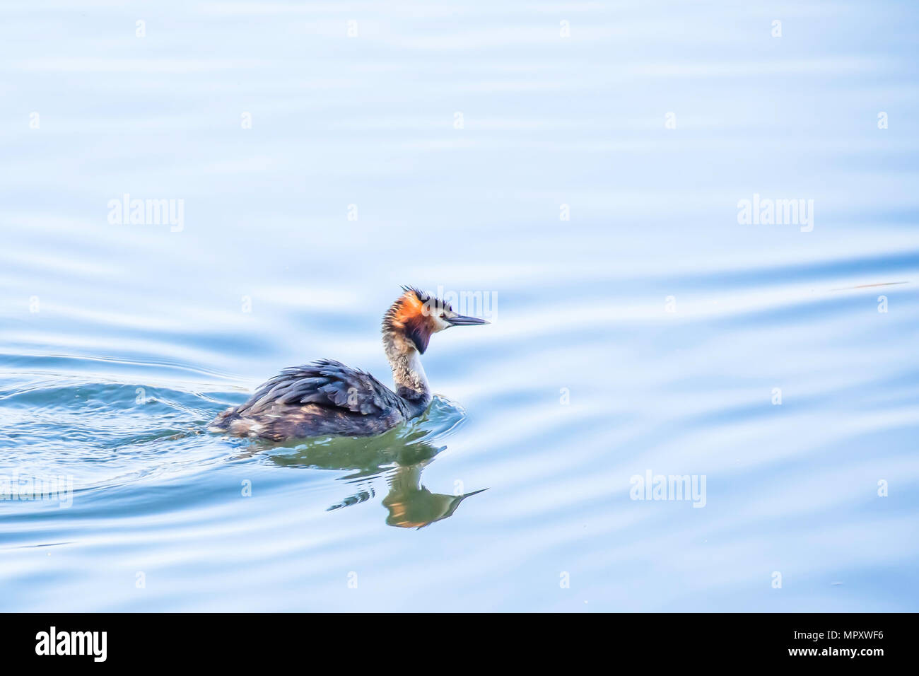 Svasso maggiore in Westport lago,Stoke on Trent,UK.incredibile fauna britannica, natura Uk, mondo naturale.Natura dettagli.Bird galleggianti su acque calme. Foto Stock