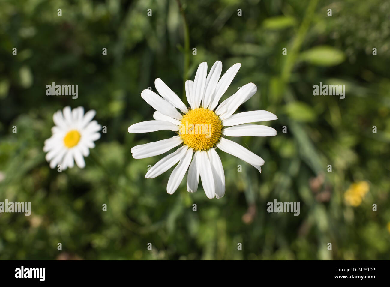 Leucanthemum vulgare fiore Foto Stock
