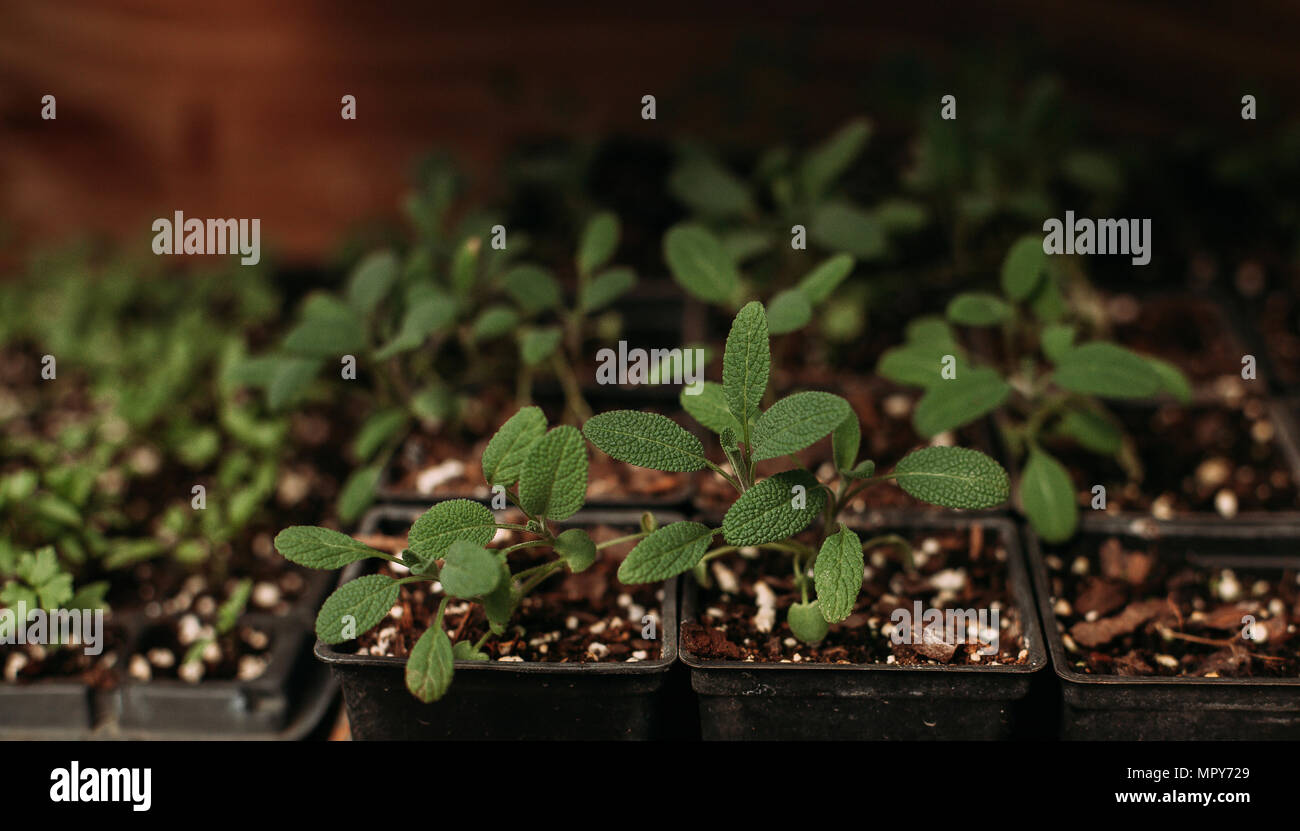 Close-up di verde vasi di piante che crescono in serra Foto Stock