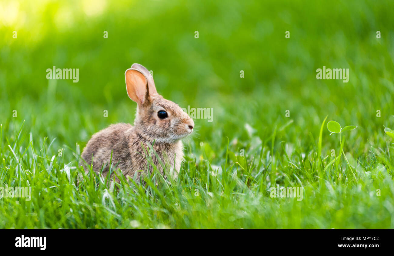 Focus sulla cute piccolo coniglio selvatico in seduta tall erba verde. Foto Stock