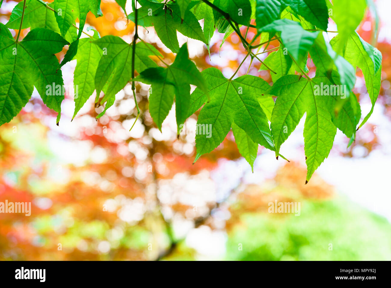Foglia verde albero con rosso e giallo sfondi di foglia e concetto di texture Foto Stock