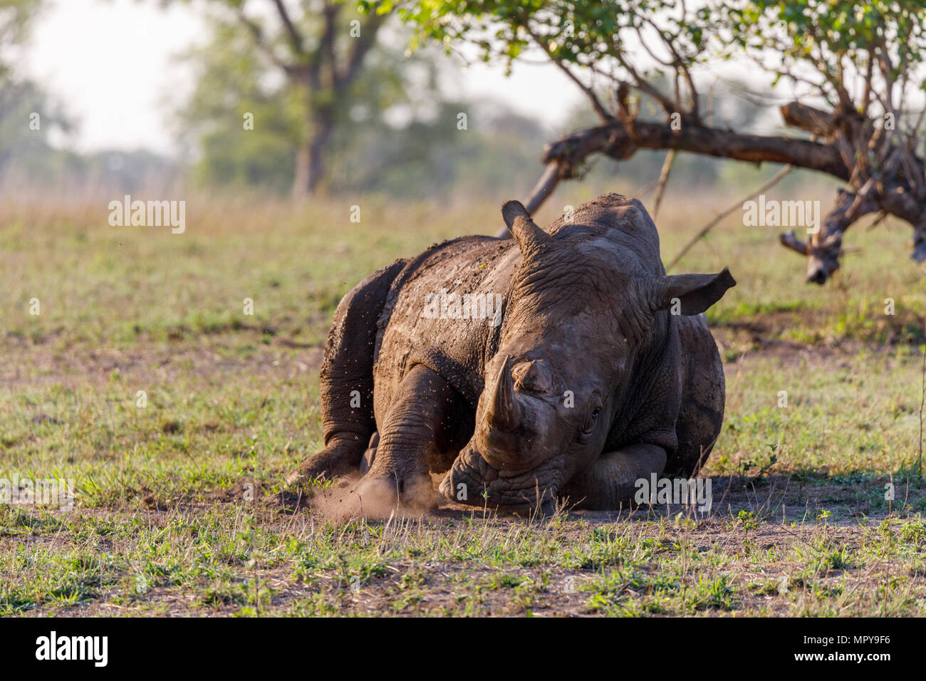 Rhinoceros giacente sul campo erboso a Sabie Park Foto Stock