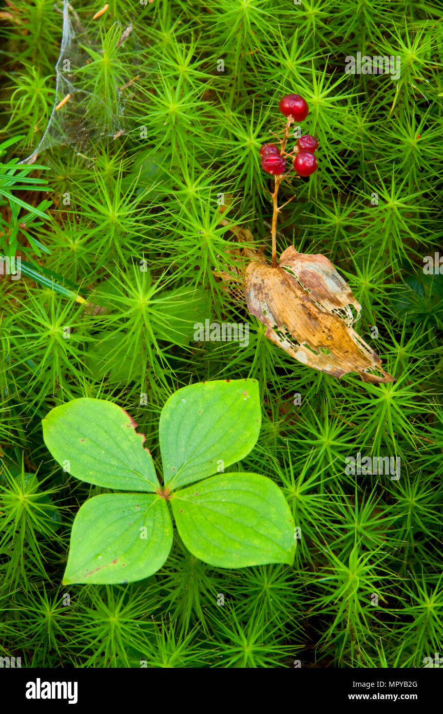 Bunchberry in MOSS, Orono Bog Boardwalk, Bangor, Maine Foto Stock