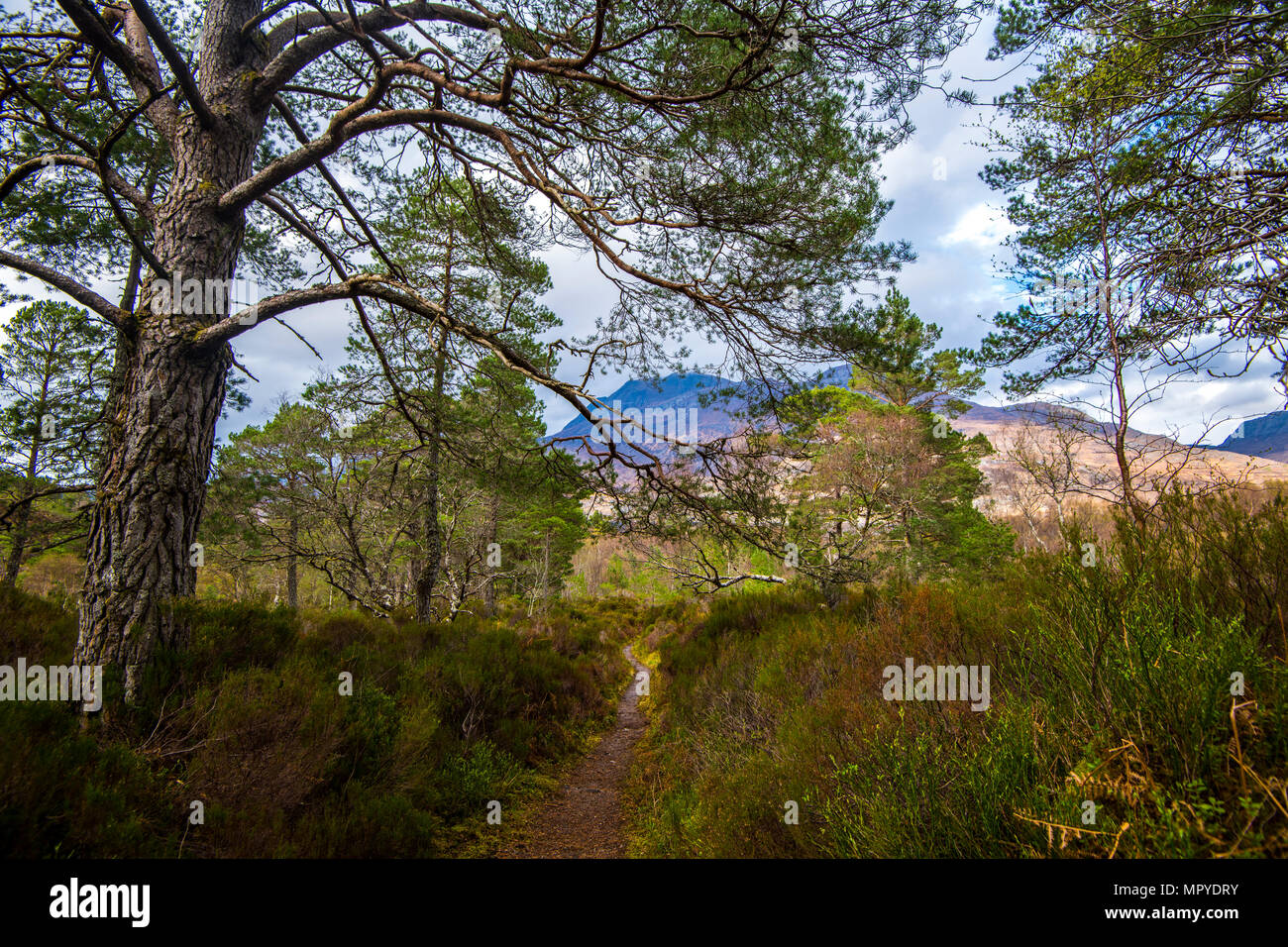 Vista della antica foresta di Caledonian sulle pendici del Ben Eighe Riserva Naturale nelle Highlands della Scozia. Un mondo di classe natura patrimonio dell'umanità. Foto Stock