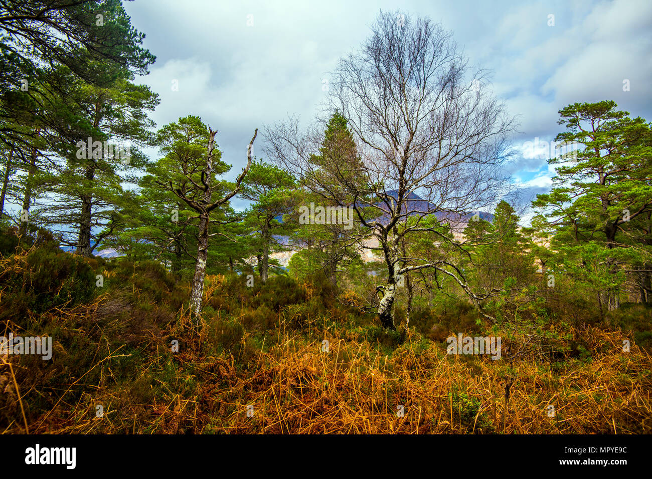 Vista della antica foresta di Caledonian sulle pendici del Ben Eighe Riserva Naturale nelle Highlands della Scozia. Un mondo di classe natura patrimonio dell'umanità. Foto Stock