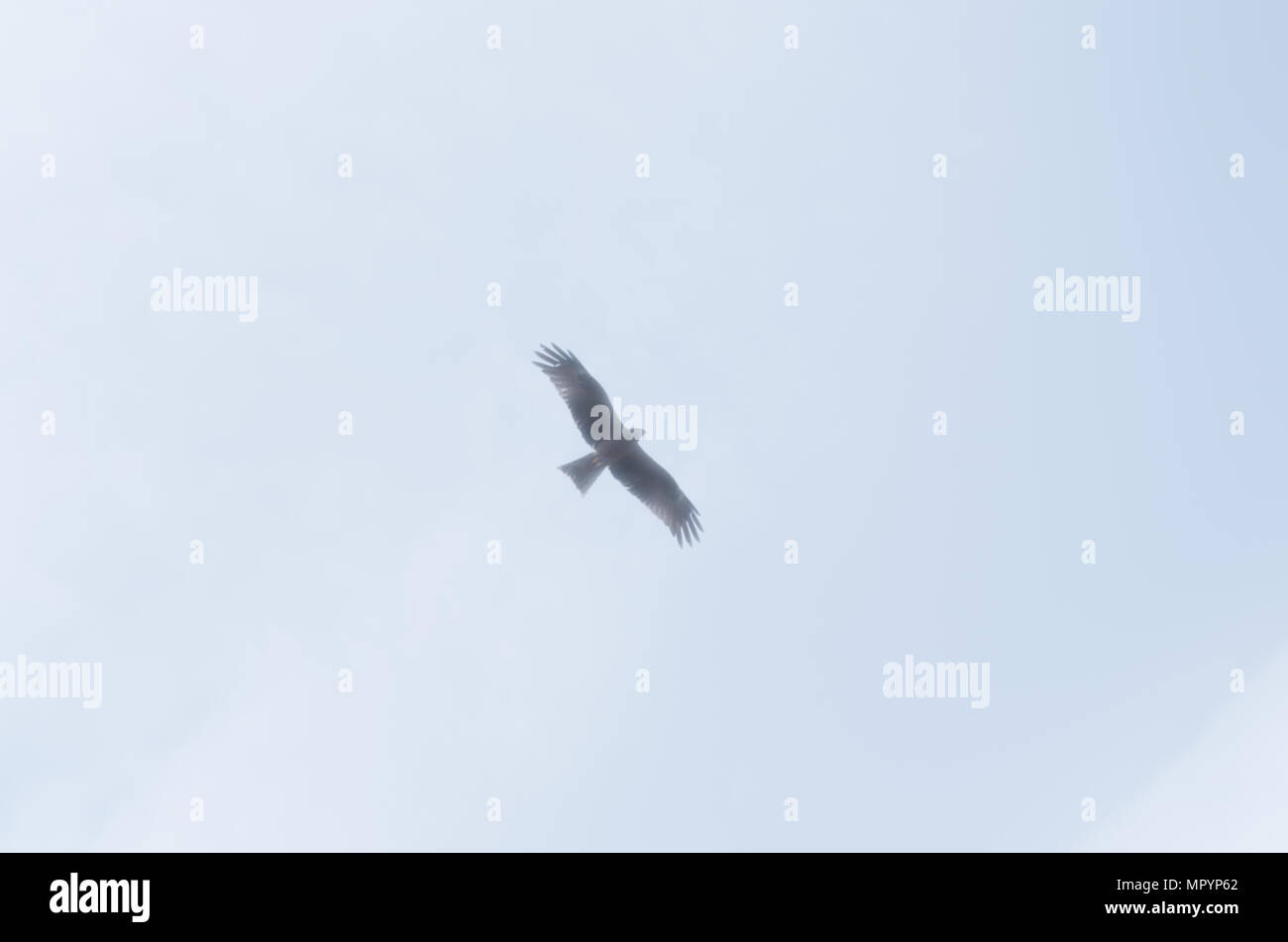 Lesser spotted eagle (Aquila pomarina) flying overhead in condizioni di nebbia al Monte Rigi in Svizzera nei pressi di Lucerna e il lago di Lucerna. Foto Stock