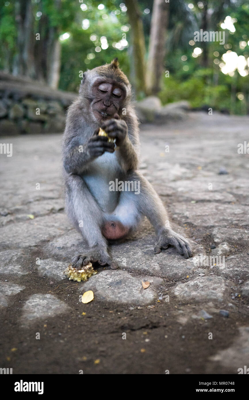 Balinese giovani lunga coda di scimmia (Macaca fascicularis) seduto per terra di mangiare nella sacra foresta delle scimmie in Ubud, Bali, Indonesia (09.05.2018) Foto Stock