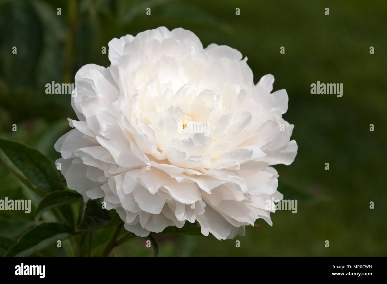 PAEONIA LACTIFLORA 'GUI YANG FEI passi al di fuori del bagno' Foto Stock