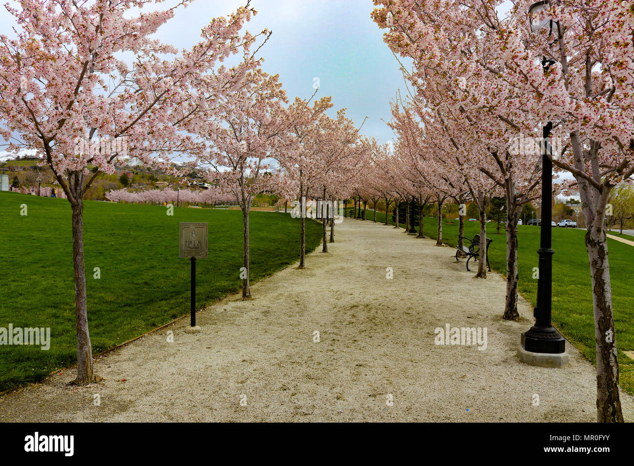 Il sentiero del Parco attraverso la ciliegia alberi in fiore si trova a Salt Lake City nello Utah la capitale dello Stato. Percorso di nuovo una nuova vita come la primavera mostra il suo splendore Foto Stock