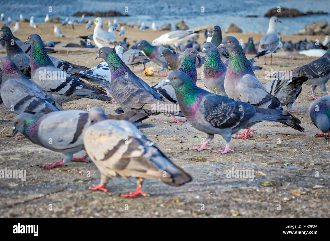 Bella piccioni con colori virbant camminando sulla spiaggia di alimentazione sulla sinistra di grani per loro. Foto Stock