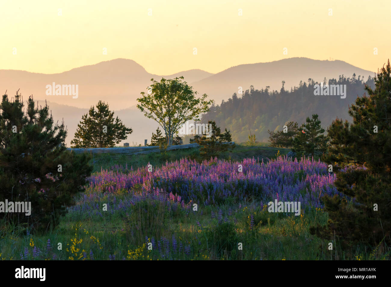 Fioritura di lupino a Iona park a Vancouver BC Canada Foto Stock