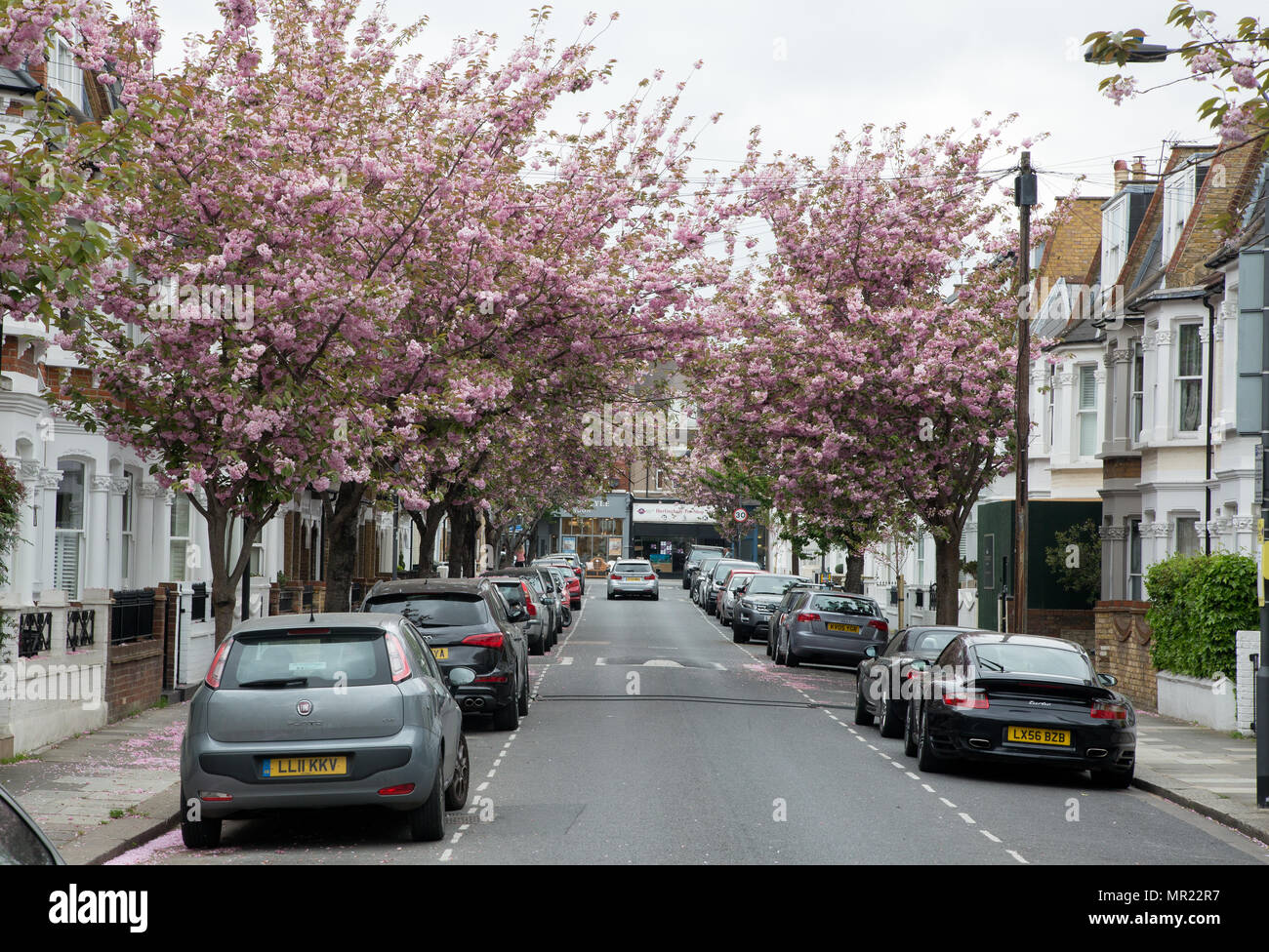 Ciliegio in fiore London Street Foto Stock