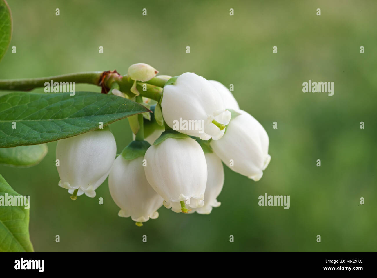 Close up di mirtillo bush fiori Foto Stock