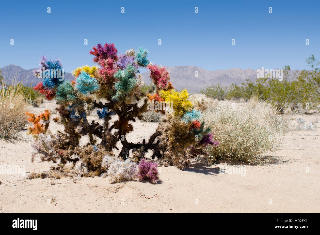 Un dipinto di bush nel deserto di Mojave. Foto Stock