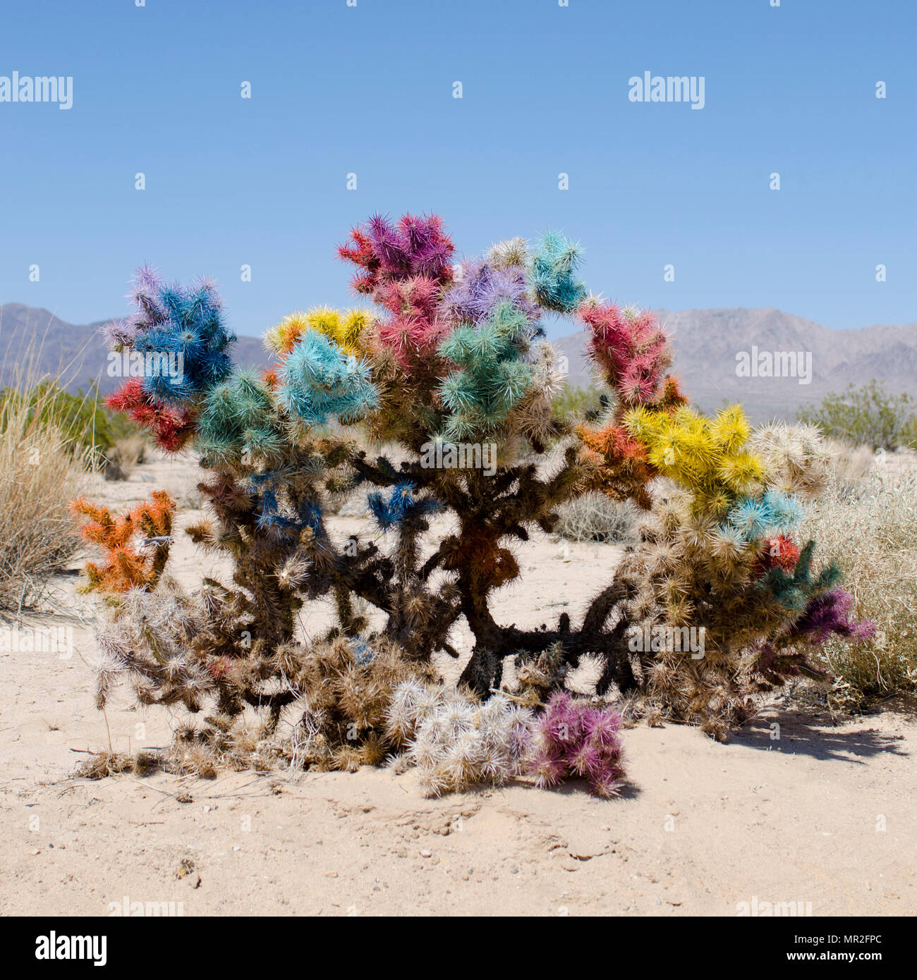 Un dipinto di bush nel deserto di Mojave. Foto Stock