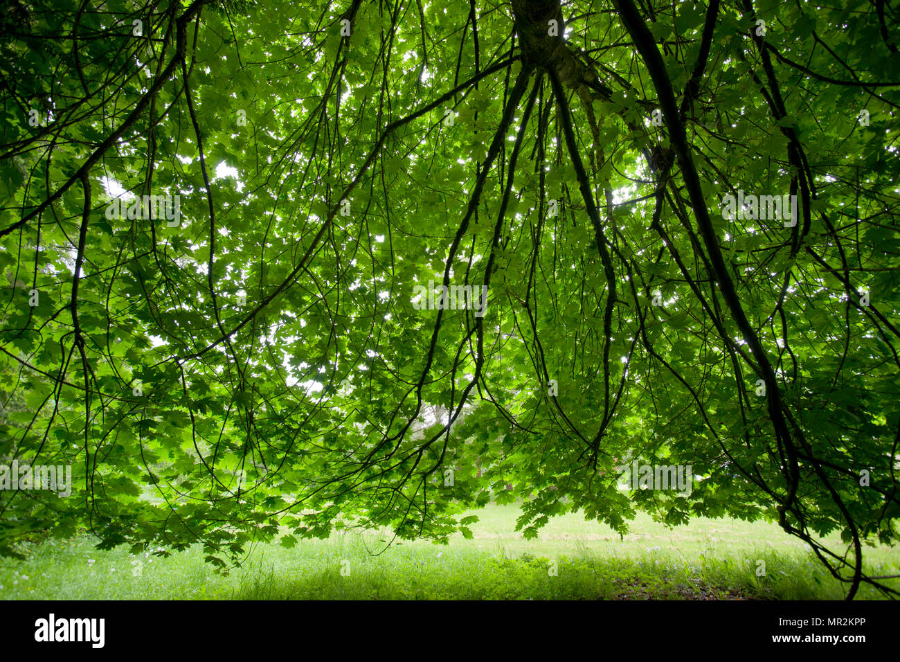 Acer macrophyllum, Bigleaf Maple Foto Stock