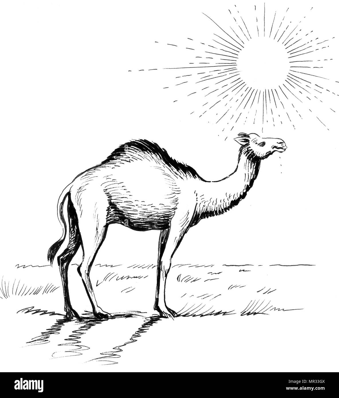 Cammello nel deserto. L'inchiostro bianco e nero illustrazione Foto Stock