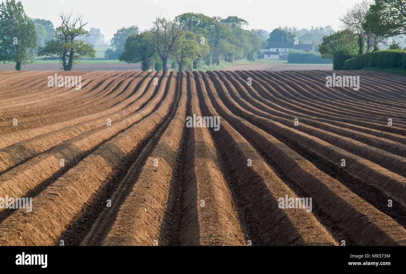 Vista di agricola campo arato linee convergenti Foto Stock