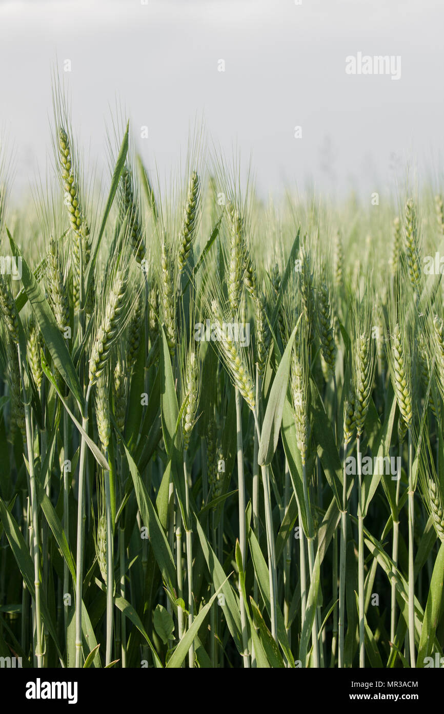 Vicino sul verde spighe di grano in tarda primavera Foto Stock