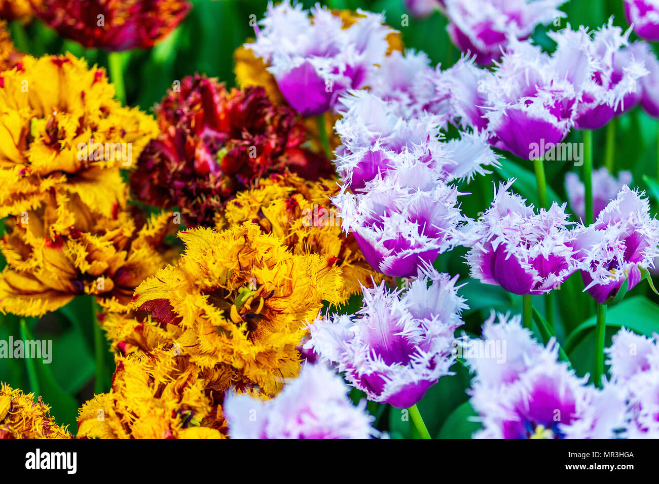 Campi di Tulipani scontro Foto Stock