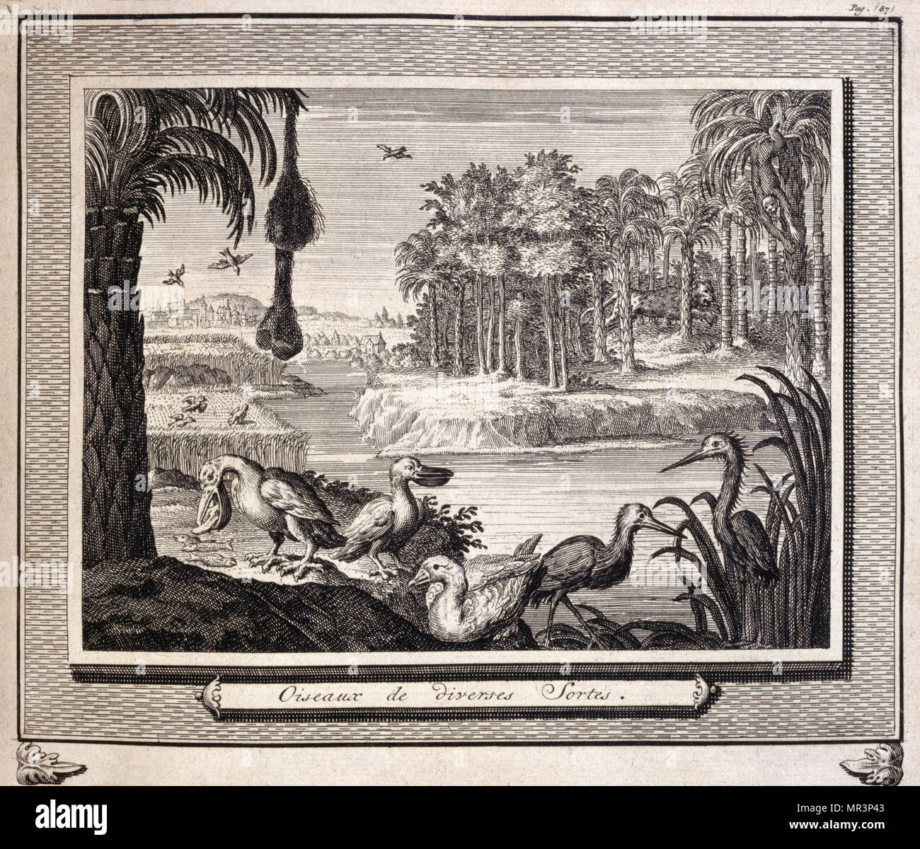 Specie di uccelli, raffigurato in 'viaggi realizzati in Persia e India", 1727, da Johan Albrecht de Mandelslo (1616-1644). seicentesco avventuriero tedesco, che ha scritto circa i suoi viaggi attraverso la Persia e l'India. Foto Stock