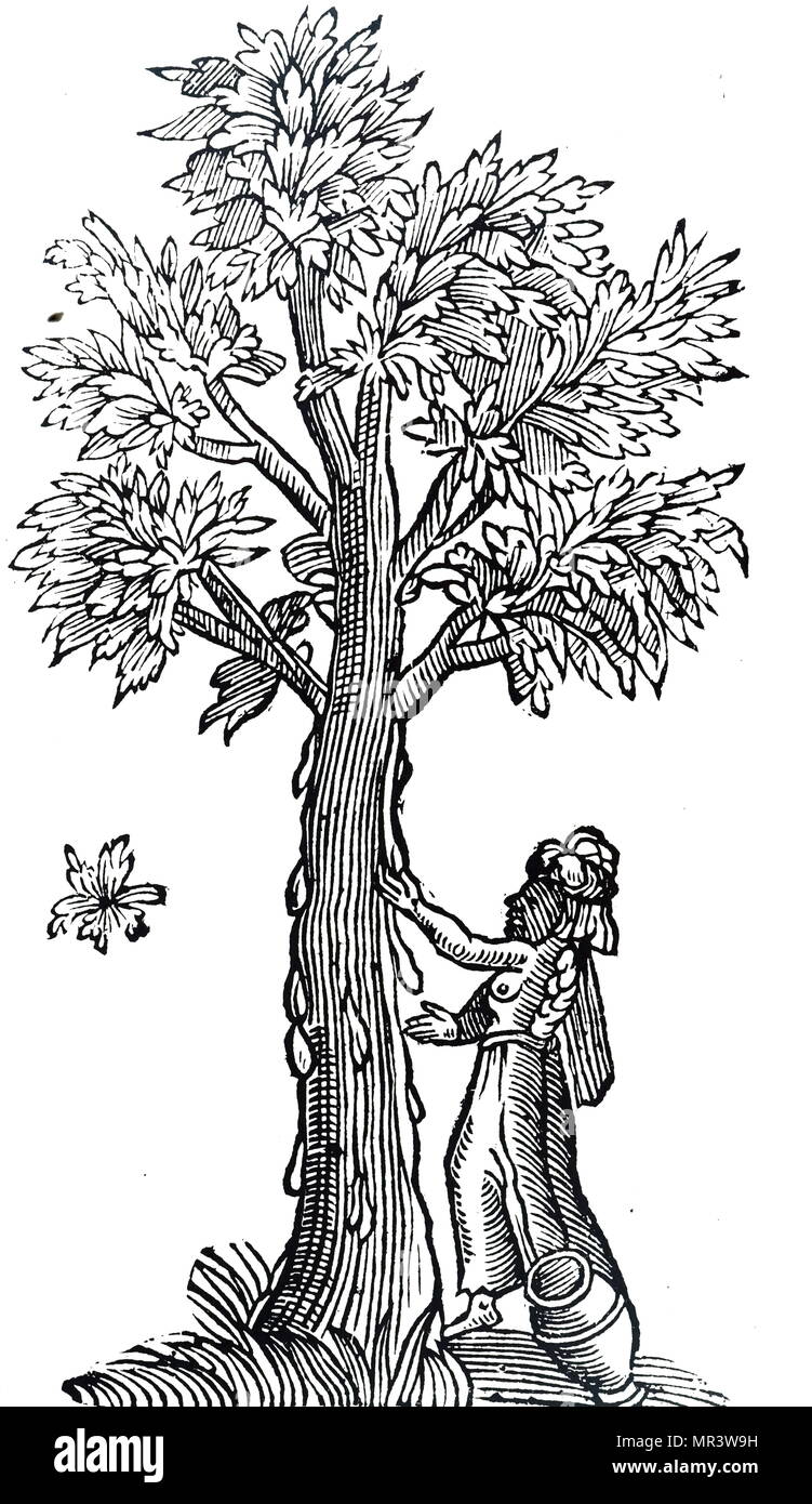 Woodblock stampa raffigurante un uomo la raccolta di resina da un albero di incenso. Incenso-cuscinetto alberi erano native di somali e Arabian coste. Risalenti al XVII secolo Foto Stock