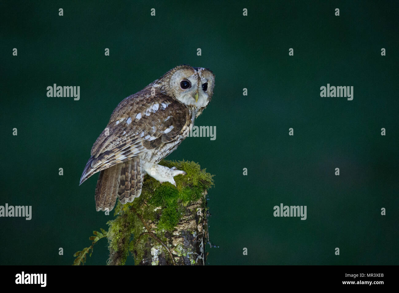 Un Allocco (Strix aluco) appollaiato su un ramo in una notte piovosa NEL REGNO UNITO Foto Stock
