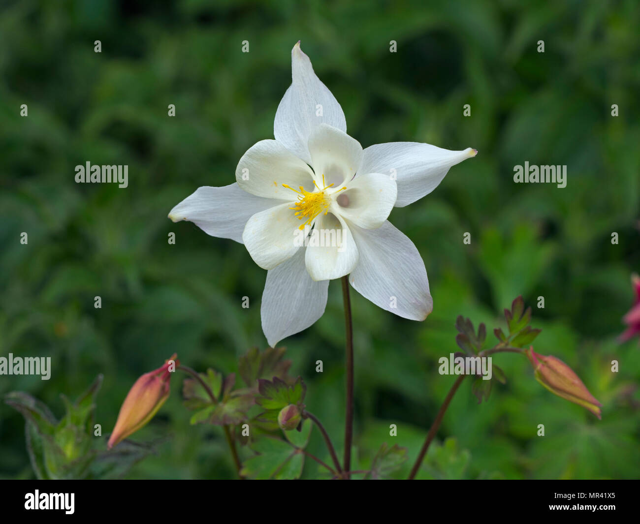 Aquilegia " Stella Rossa" (Aquilegia alpina) Foto Stock