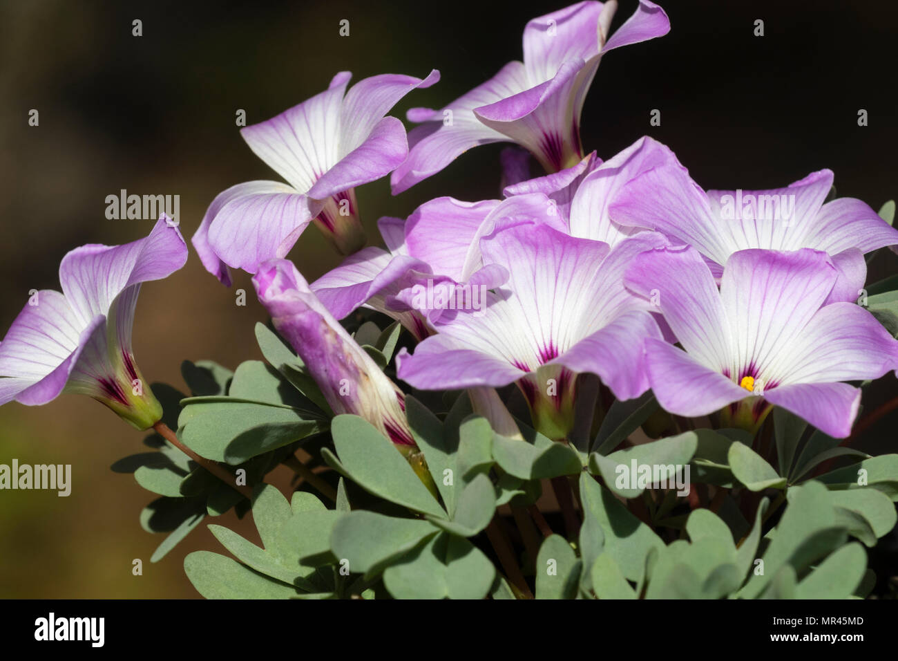 Colori rosa e bianco fiore stare al di sopra di stuoie glaucous fogliame della silver shamrock, Oxalis adenophylla Foto Stock