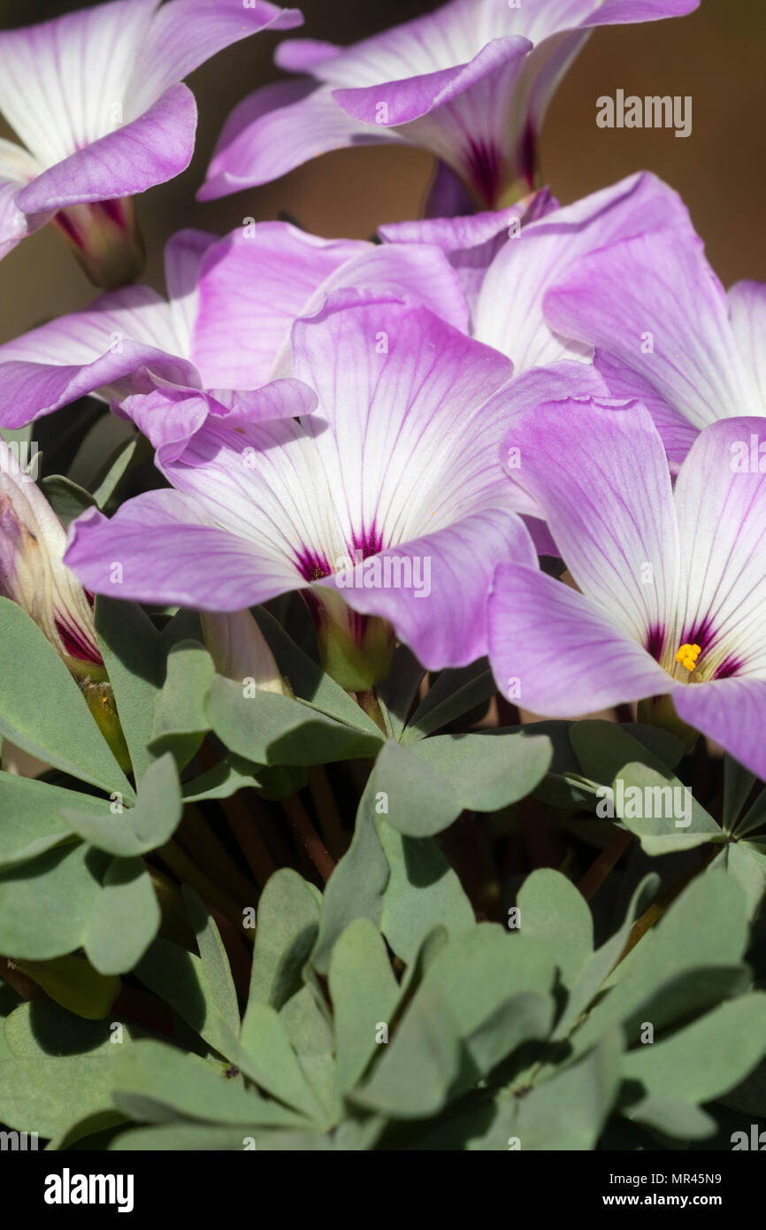 Colori rosa e bianco fiore stare al di sopra di stuoie glaucous fogliame della silver shamrock, Oxalis adenophylla Foto Stock