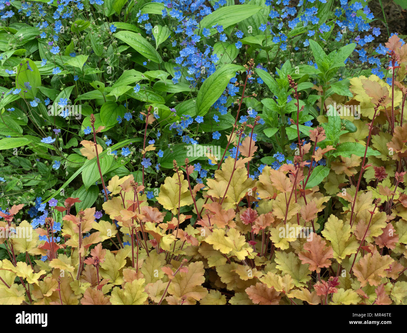 Heuchera "marmellata" con Omphalodes Cherry Ingram Foto Stock