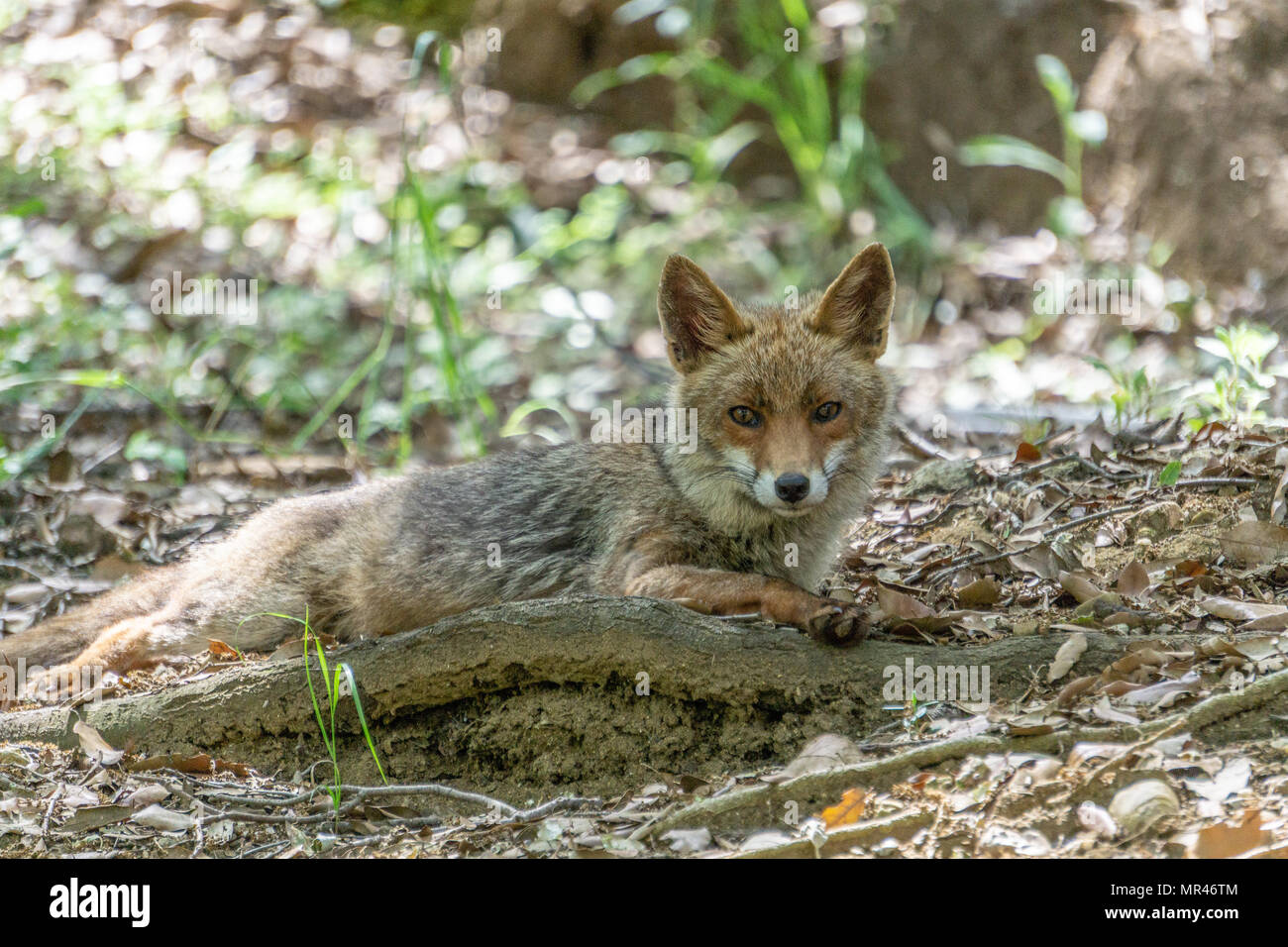 La Fox vicino il lago pellicone. Ho visto qui e in quel giorno ho avuto il teleobiettivo zoom con me e mi ha preso la prima immagine Foto Stock