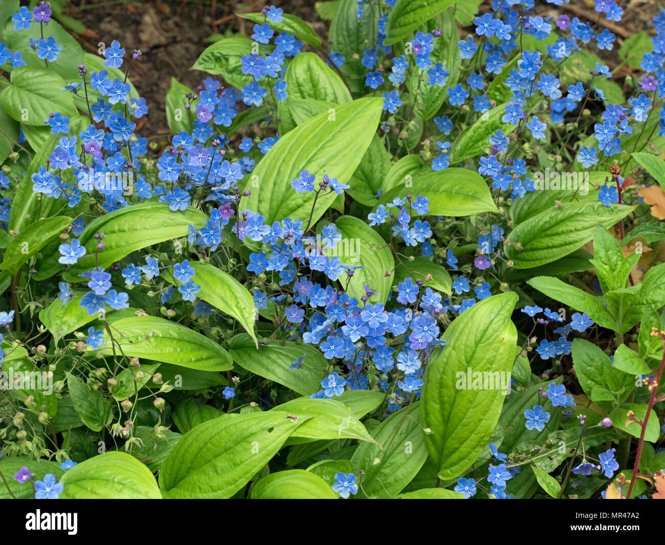 Omphalodes Cherry Ingram Foto Stock
