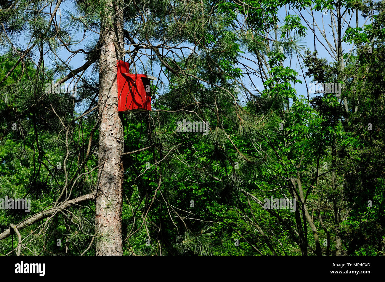 Uccello Rosso house appollaiato in pino. Foto Stock
