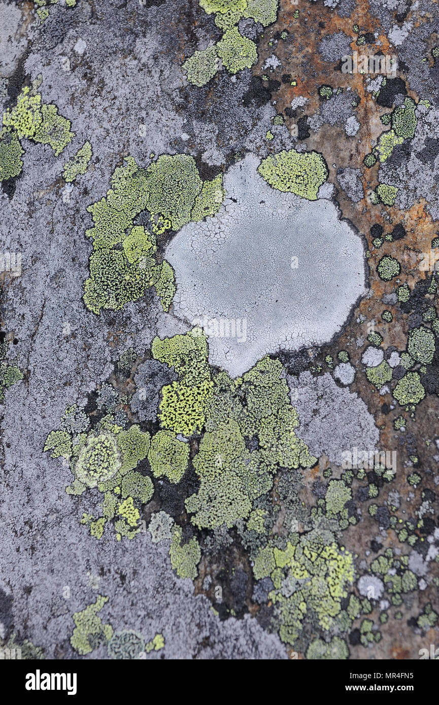 Tessere su roccia, dovrefjell nationalpark, Norvegia Foto Stock
